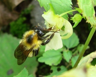 Bombus trifasciatus, Three-banded Bumble Bee