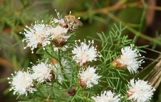 Colletes howardi, Howards Cellophane Bee