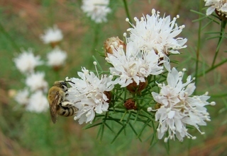Colletes howardi, Howards Cellophane Bee