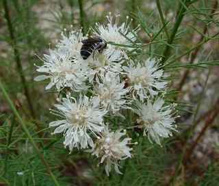 Megachile georgica