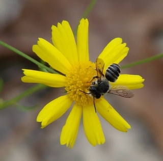 Megachile mendica