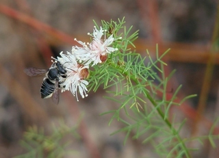 Megachile pseudobrevis