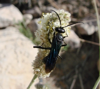 Sphex lucae, sphecid wasp