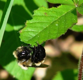 Osmia bucephala, Bufflehead Mason Bee