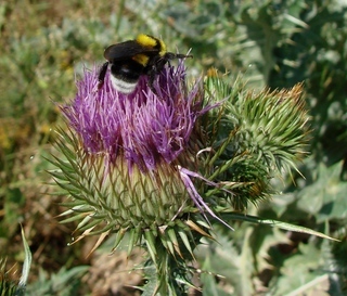 Bombus argillaceus, Argillaceous Bumble Bee