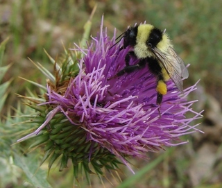 Bombus armeniacus, Armenian Bumble Bee