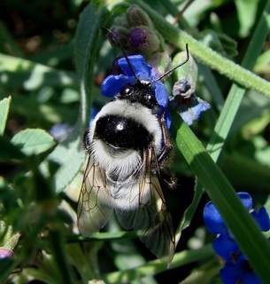 Bombus niveatus, Snowy Bumble Bee