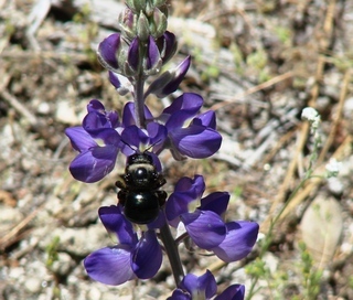 Xylocopa californica californica, California Carpenter Bee