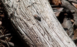 Megachile subexilis, resin bee