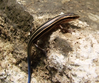 Plestiodon elegans, Shanghai Skink aka Five-striped Blue-tailed Skink