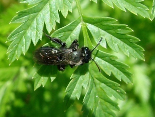 Andrena nigrocaerulea, Blue-and-black Andrena