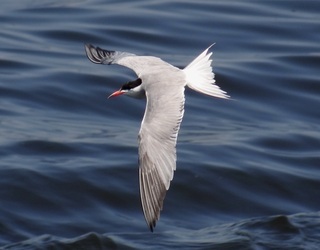 Sterna hirundo, Common Tern