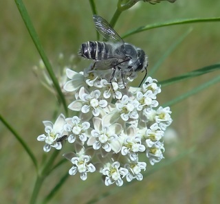 Megachile lippiae, leaf-cutter bee