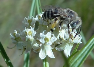 Melissodes tristis, long-horned bee
