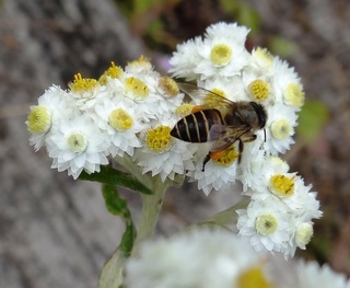 Apis cerana, Asian Honey Bee