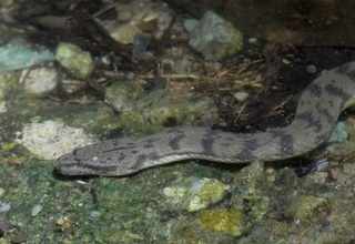 Cerberus rynchops, Dog-faced Water Snake