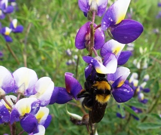 Bombus hortulanus, Gardener Bumble Bee