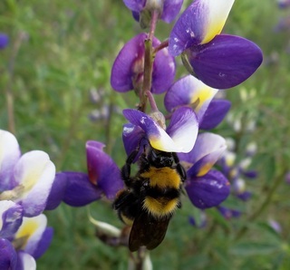 Bombus hortulanus, Gardener Bumble Bee