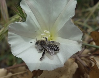 Diadasia bituberculata, bee