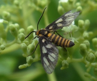 Amata huebneri, day-flying moth