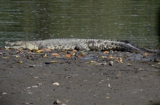 Crocodylus porosus, Saltwater Crocodile
