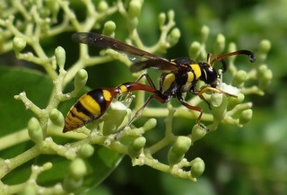 Delta campaniforme campaniforme, potter wasp