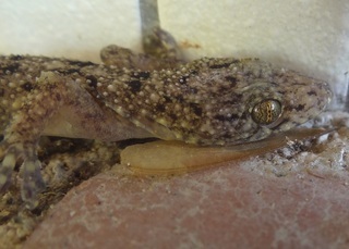 Hemidactylus frenatus, Common House Gecko