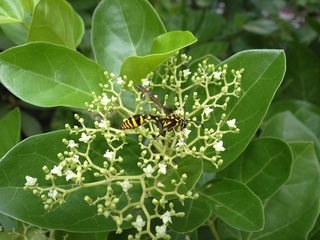 Phimenes flavopictus, potter wasp