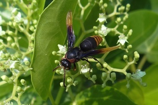 Rhynchium haemorrhoidale, potter wasp
