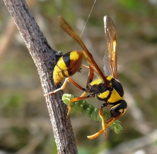 Delta campaniforme, potter wasp