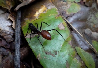 Camponotus gigas, Malaysian Giant Ant