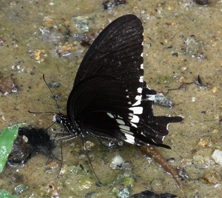 Papilio polytes romulus, Common Mormon