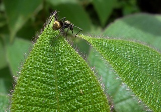 Polyrhachis illaudata, Golden Ant