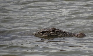 Crocodylus porosus, Estuarine Crocodile