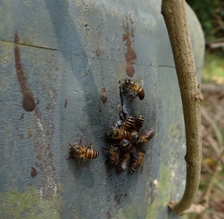 Apis cerana, Asian Honey Bee