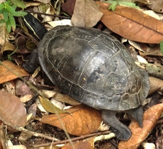 Cuora amboinensis kamaroma, Malayan Box Turtle