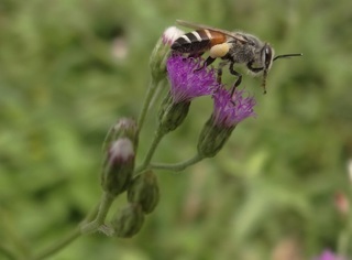 Apis florea, dwarf honey bee