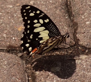 Papilio demoleus malayanus, Lime Butterfly