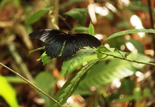 Papilio memnon, Great Mormon