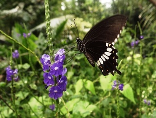 Papilio polytes romulus, Common Mormon