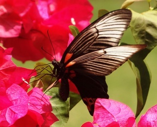 Papilio memnon agenor, Great Mormon