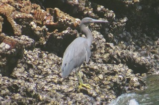 Egretta sacra, Pacific Reef Egret
