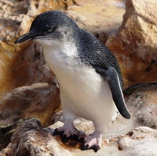 Eudyptula minor, Little Penguin aka Fairy Penguin