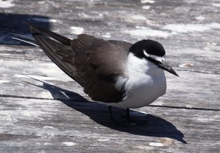 Onychoprion anaethetus, Bridled Tern