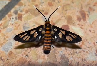Amata huebneri, moth