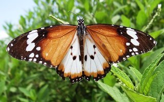 Danaus chrysippus chrysippus, Plain Tiger butterfly