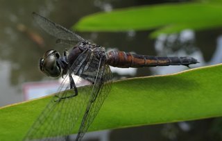 Anisoptera, dragonfly