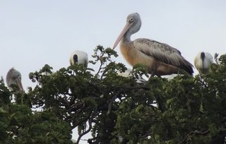 Pelecanus philippensis, Spot-billed Pelican