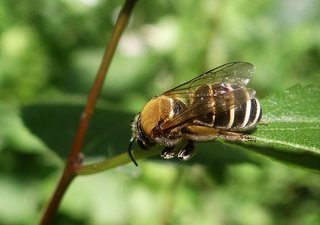Nomia thoracica, halictid bee