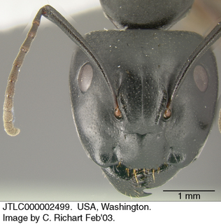 Camponotus modoc, head